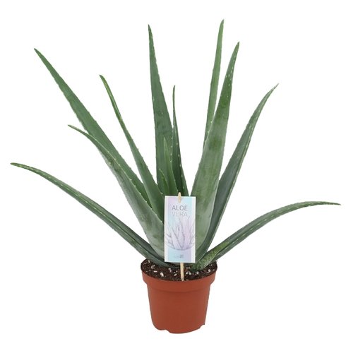 Aloë Vera, in 14cm-pot