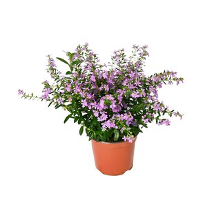 Alpenroosje, in 11cm-pot - afbeelding 1