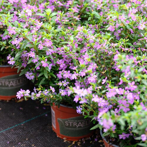 Alpenroosje, in 11cm-pot - afbeelding 2