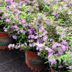 Alpenroosje, in 11cm-pot - afbeelding 2