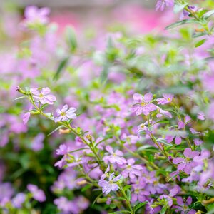 Alpenroosje, in 11cm-pot - afbeelding 3