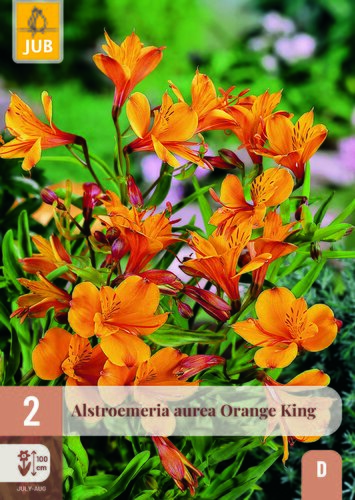 Alstroemeria aurea orange king 2st