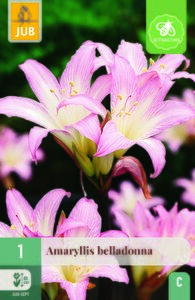 Amaryllis belladonna 1st