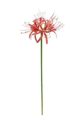 Amaryllis H 55 cm rood