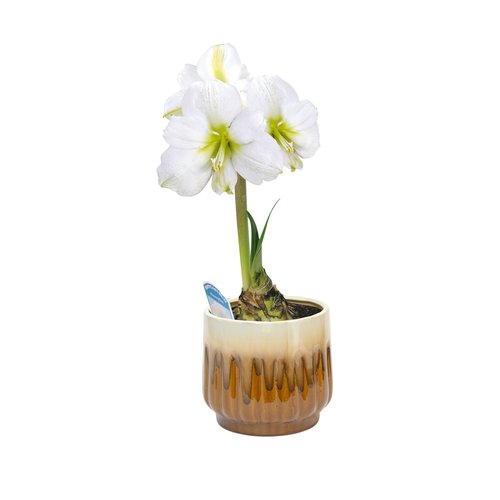 Amaryllis, in 14cmpot Tuincentrum Coppelmans