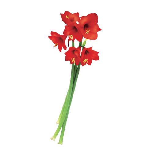 Amaryllis stelen - 3 stuks