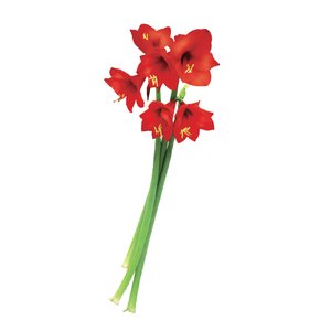 Amaryllis stelen - 3 stuks