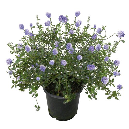 Amerikaanse Sering, in 17cm-pot