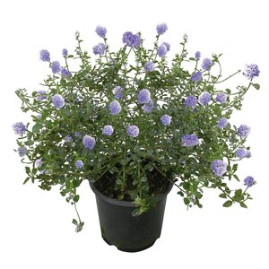 Amerikaanse Sering, in 17cm-pot