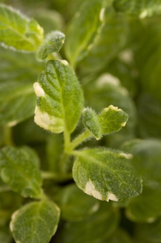 Ananasmunt, in 14cm-pot - afbeelding 2