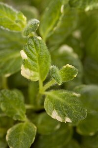 Ananasmunt, in 14cm-pot - afbeelding 2