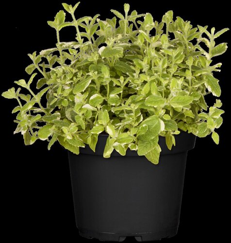 Ananasmunt, in 14cm-pot - afbeelding 5