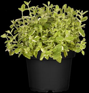 Ananasmunt, in 14cm-pot - afbeelding 5