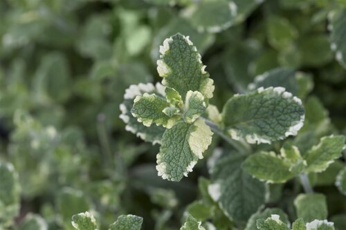 Ananasmunt, in 14cm-pot - afbeelding 3