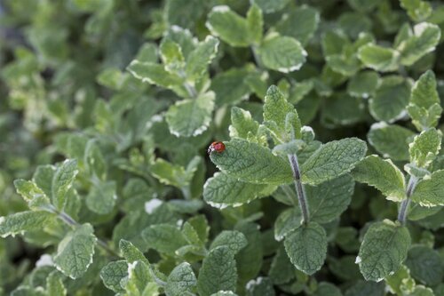 Ananasmunt, in 14cm-pot - afbeelding 4