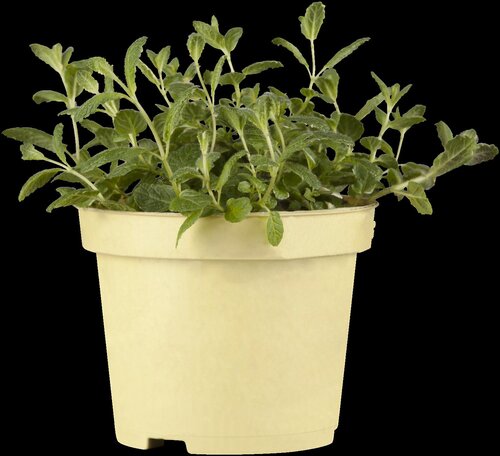 Ananasmunt, in 14cm-pot - afbeelding 1