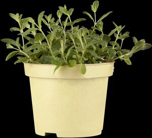 Ananasmunt, in 14cm-pot - afbeelding 1