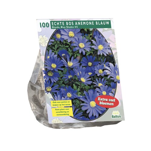 Anemone Blanda, Blauw per 100 - afbeelding 1