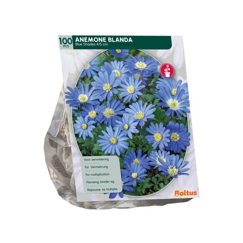Anemone Blanda, Blauw per 100 - afbeelding 2