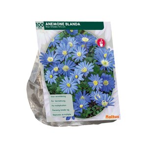 Anemone Blanda, Blauw per 100 - afbeelding 2