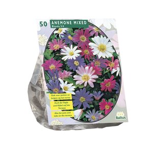 Anemone Blanda, Mix per 50 - afbeelding 1