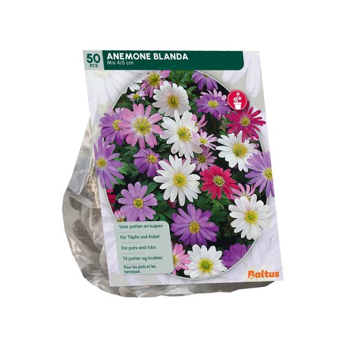 Anemone Blanda, Mix per 50 - afbeelding 2