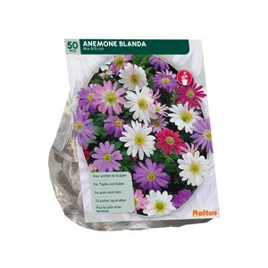 Anemone Blanda, Mix per 50 - afbeelding 2