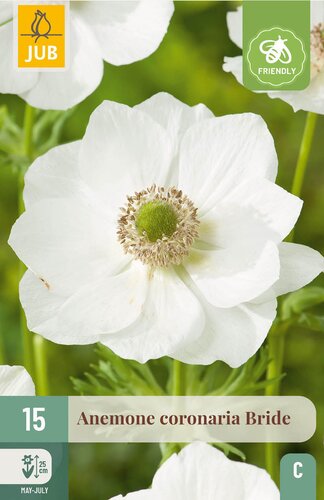 Anemone coronaria bride 15st