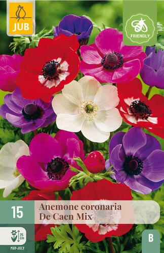 Anemone coronaria de caen mix 15st