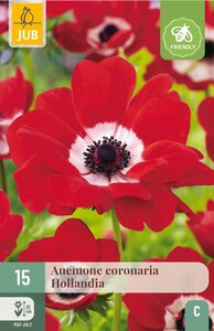 Anemone coronaria hollandia 15st