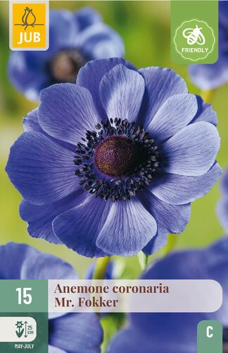 Anemone coronaria mr. fokker 15st
