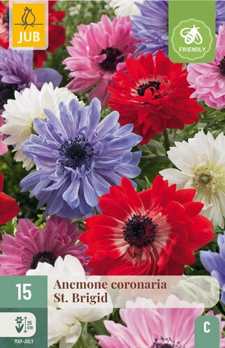 Anemone coronaria st. brigid 15st
