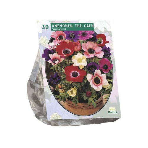 Anemone de Caen, Mix per 30 - afbeelding 1