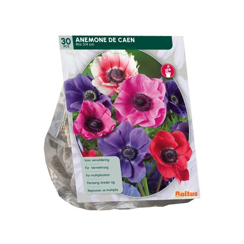 Anemone de Caen, Mix per 30 - afbeelding 2