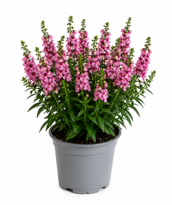 Angelonia, in 12cm-pot - afbeelding 2