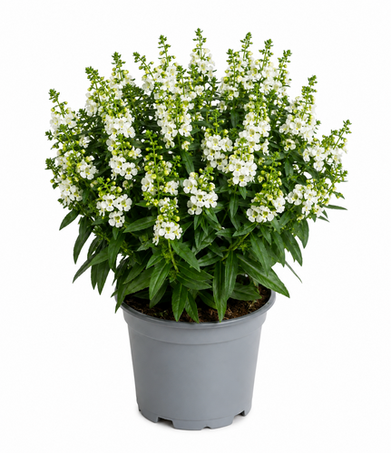 Angelonia, in 12cm-pot - afbeelding 1