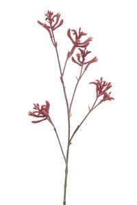 Anigozanthos spray fuchsia 76cm