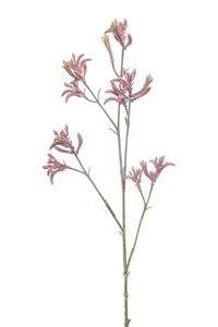 Anigozanthos spray lt pink 76cm