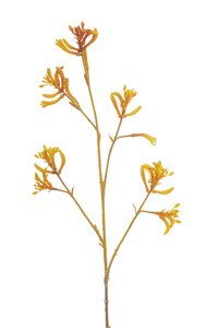 Anigozanthos spray yellow 76cm