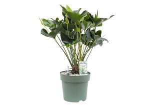 Anthurium Arrow, in 30cm-pot - afbeelding 1