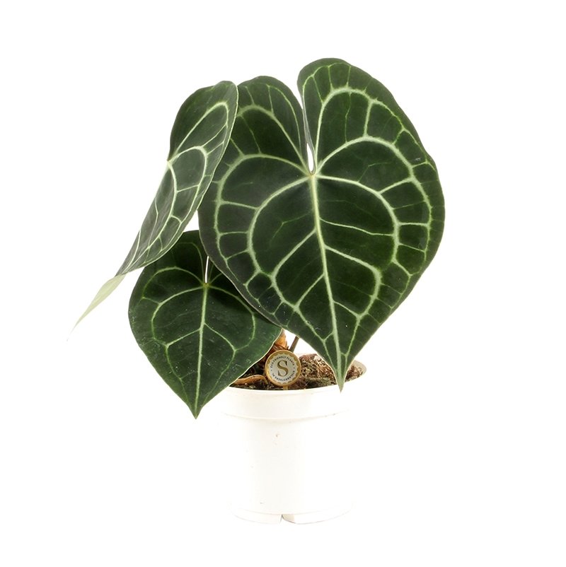 Anthurium Clarinervium, in 12cm-pot - Tuincentrum Coppelmans