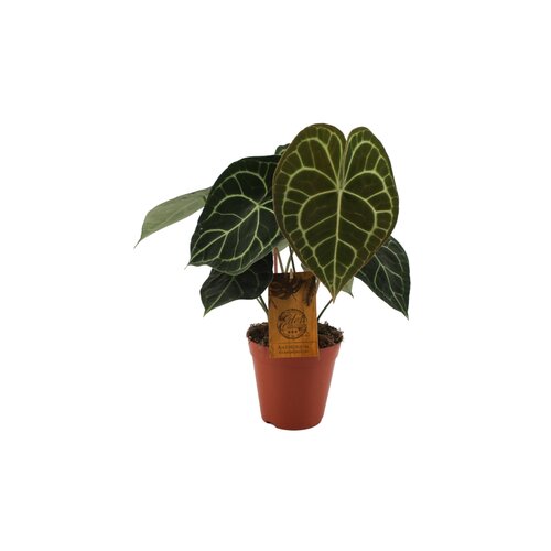 Anthurium Clarinervium, in 15cm-pot