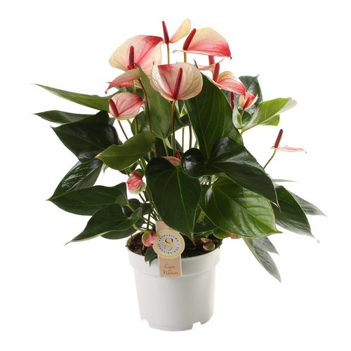 Anthurium Mistique, in 17cm-pot