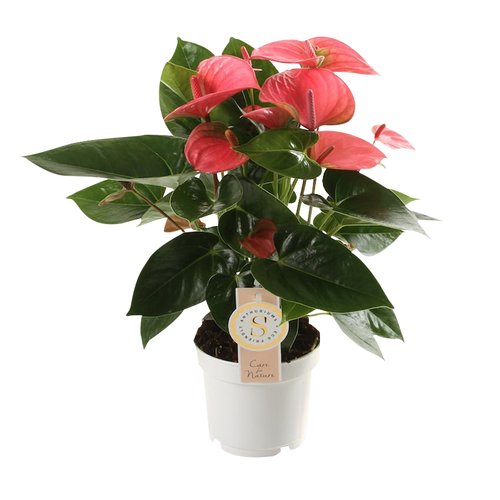 Anthurium Pink Champion, in 12cm-pot