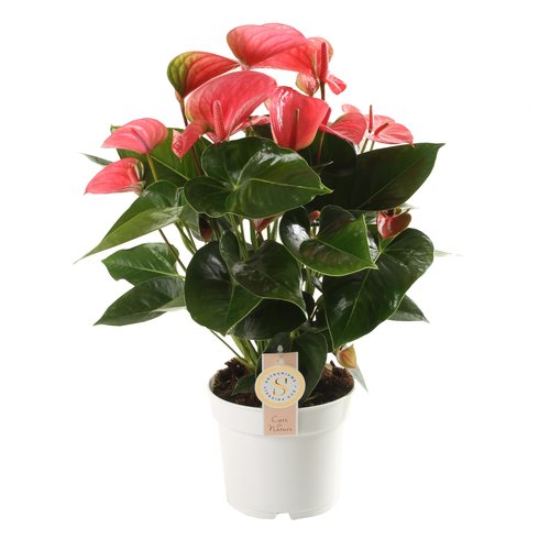 Anthurium Pink Champion, in 17cm-pot