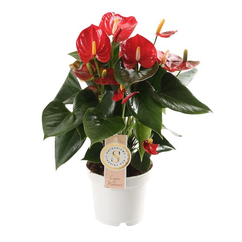 Anthurium Red Champion, in 12cm-pot