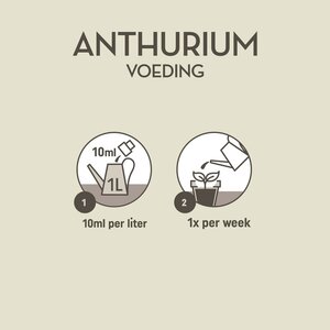 Anthurium Voeding 250ml - afbeelding 3