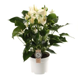 Anthurium White Champion in 17cm-pot