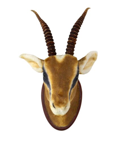 Antilope kop 54 x 30 x 26 cm