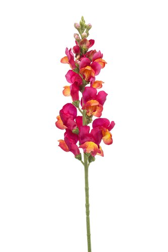 Antirrhinum spray fuchsia/orange 78cm